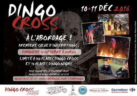 concert dingo cross